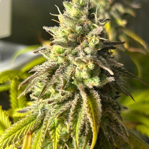Planet of the Grapes growlog timeline photo
