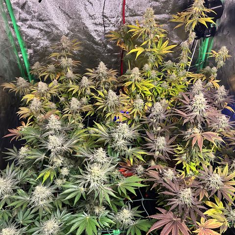 Planet of the Grapes #1 growlog timeline photo