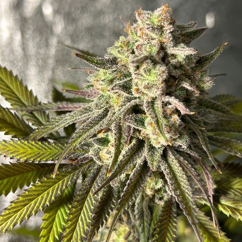 King’s Juice  growlog timeline photo