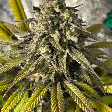 King’s Juice  growlog timeline photo