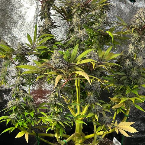 King’s Juice  growlog timeline photo