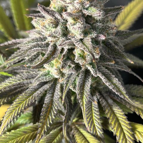 King’s Juice  growlog timeline photo