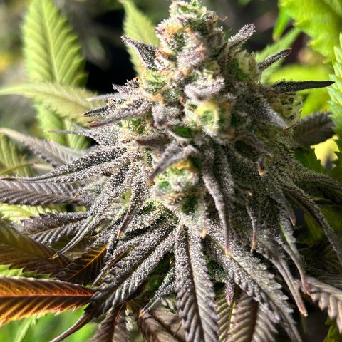 King’s Juice  growlog timeline photo