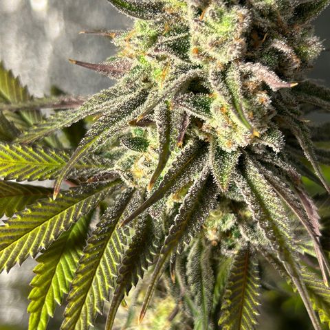 King’s Juice  growlog timeline photo