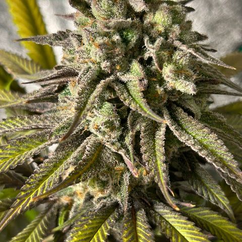 King’s Juice  growlog timeline photo
