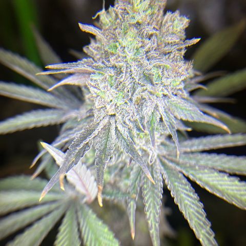 Planet of the Grapes #1 growlog photo: Chop chop