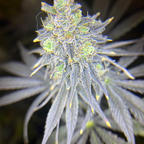 Planet of the Grapes #1 growlog photo: Chop chop