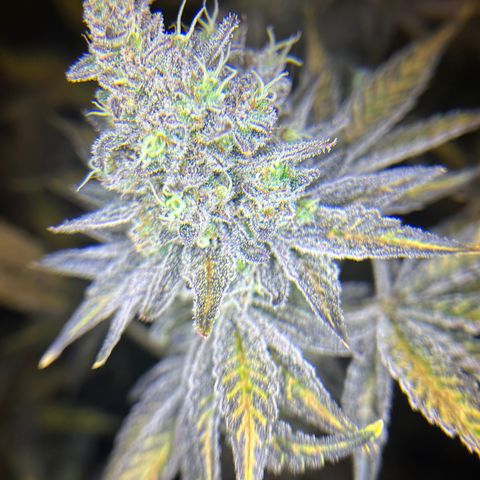 Planet of the Grapes #1 growlog photo: Chop chop