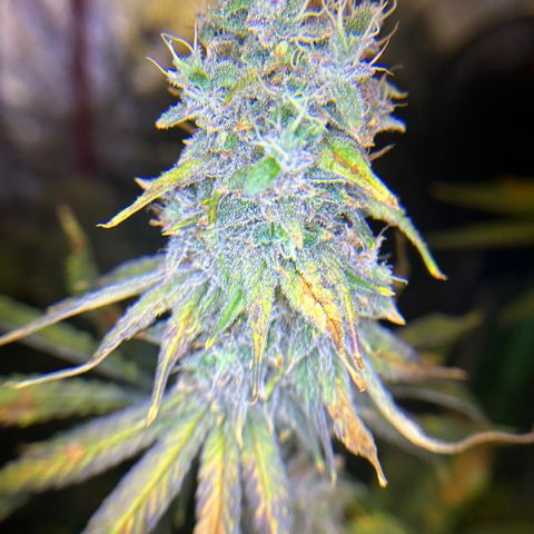 Planet of the Grapes #1 growlog photo: Chop chop