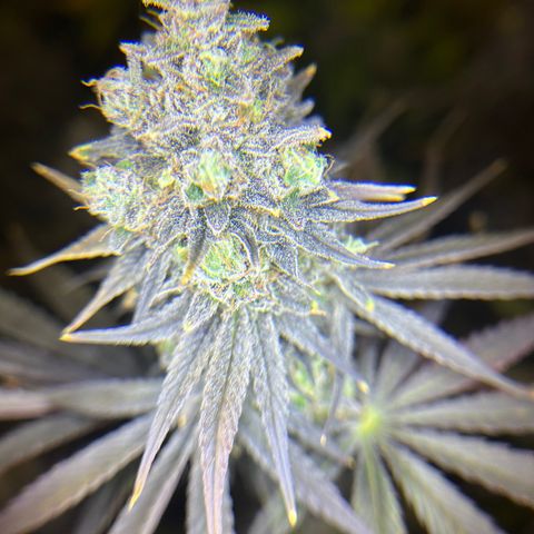 Planet of the Grapes #1 growlog photo: Chop chop