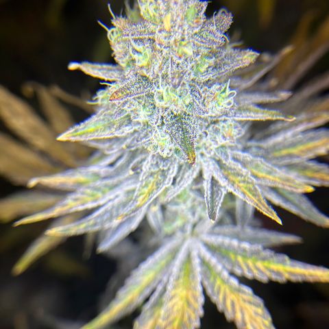 Planet of the Grapes #1 growlog photo: Chop chop