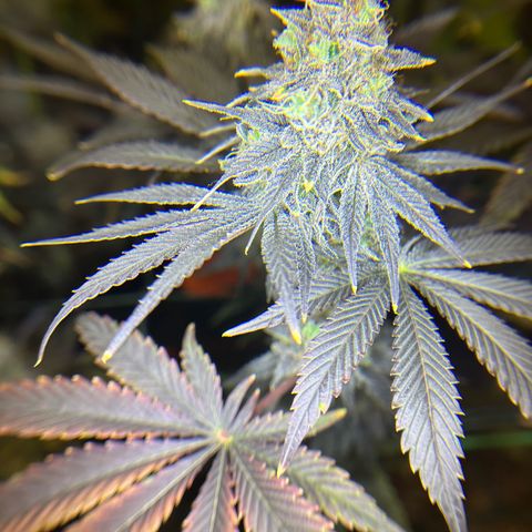 Planet of the Grapes #1 growlog photo: Chop chop