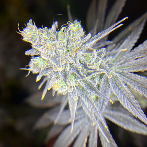 Planet of the Grapes #1 growlog timeline photo