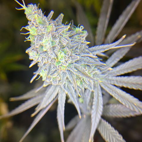 Planet of the Grapes #1 growlog timeline photo
