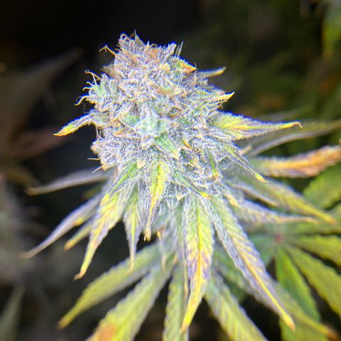 Planet of the Grapes #1 growlog timeline photo