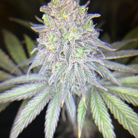 Planet of the Grapes #1 growlog timeline photo