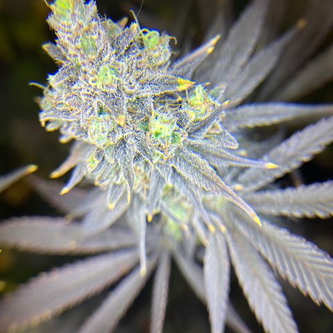 Planet of the Grapes #1 growlog timeline photo