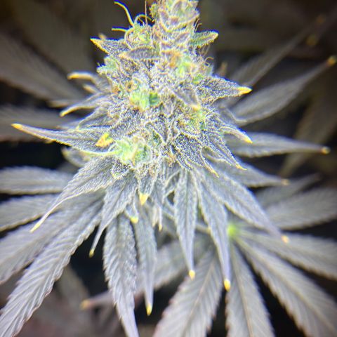 Planet of the Grapes #1 growlog photo: Chop chop