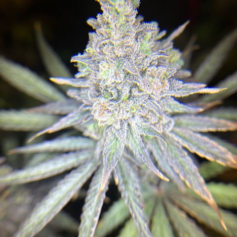 Planet of the Grapes #1 growlog timeline photo