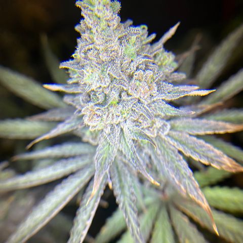 Planet of the Grapes #1 growlog timeline photo