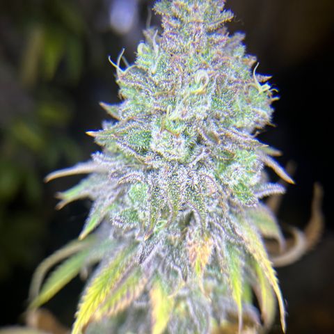Planet of the Grapes growlog timeline photo