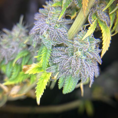 Planet of the Grapes growlog timeline photo