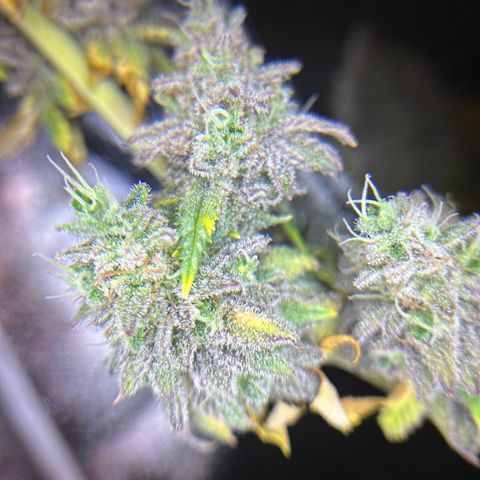 Planet of the Grapes growlog timeline photo