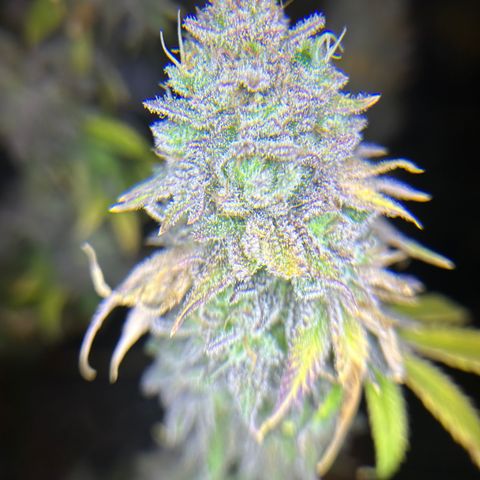Planet of the Grapes growlog timeline photo