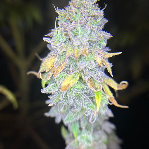 Planet of the Grapes growlog timeline photo