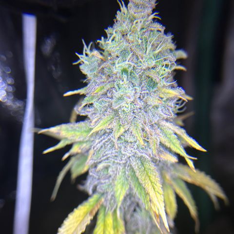 Planet of the Grapes growlog timeline photo