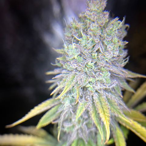 Planet of the Grapes growlog timeline photo