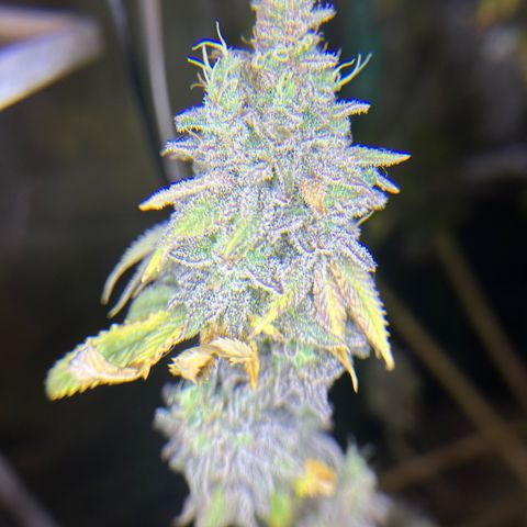 Planet of the Grapes growlog timeline photo