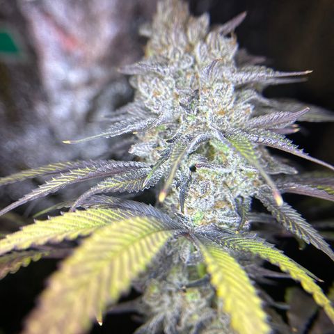 King’s Juice  growlog timeline photo