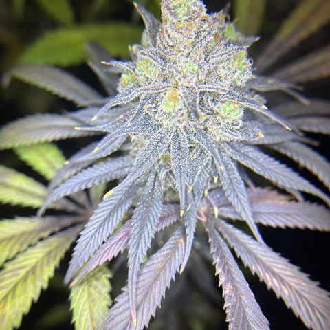 King’s Juice  growlog timeline photo