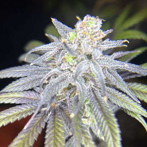 King’s Juice  growlog timeline photo