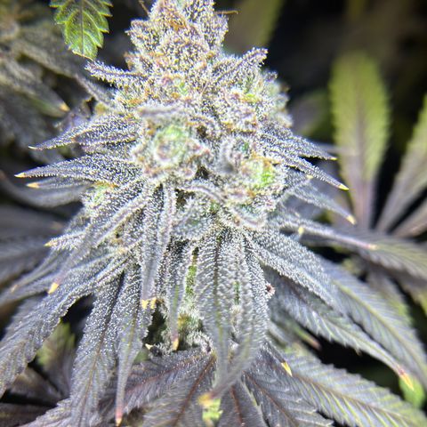 King’s Juice  growlog timeline photo