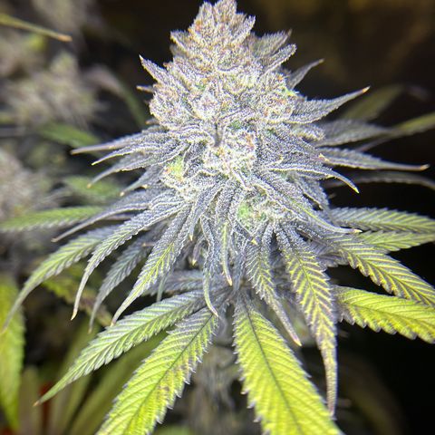 King’s Juice  growlog timeline photo
