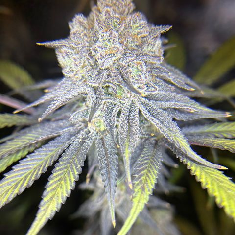 King’s Juice  growlog timeline photo