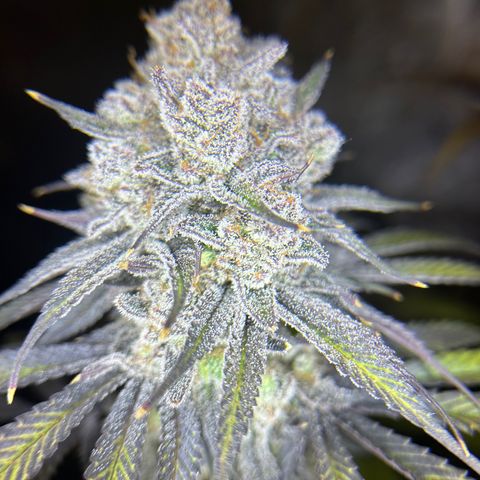 King’s Juice  growlog timeline photo