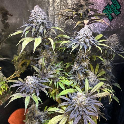 King’s Juice  growlog timeline photo