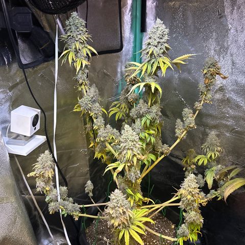 Planet of the Grapes growlog timeline photo