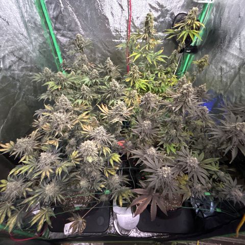 Planet of the Grapes #1 growlog timeline photo