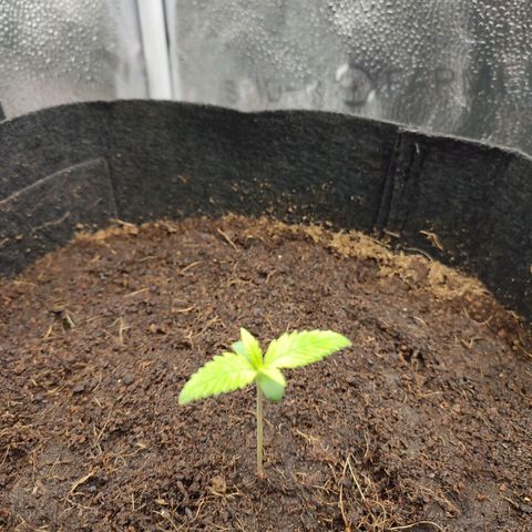 HulkBerry Automatic #1 growlog timeline photo