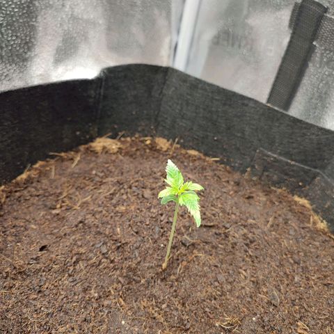 HulkBerry Automatic #2 growlog timeline photo
