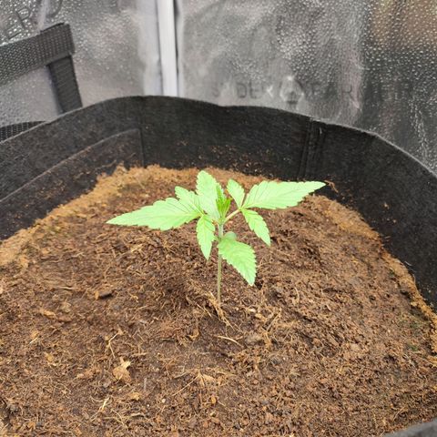 HulkBerry Automatic #1 growlog timeline photo