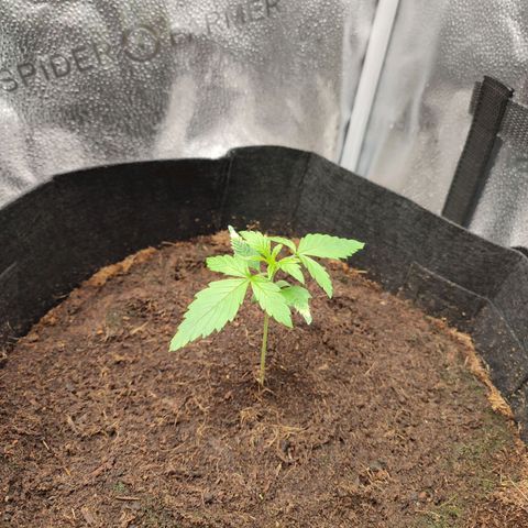 HulkBerry Automatic #2 growlog timeline photo