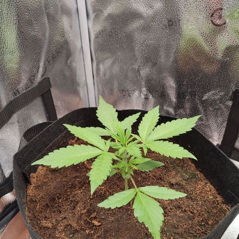 HulkBerry Automatic #1 growlog timeline photo