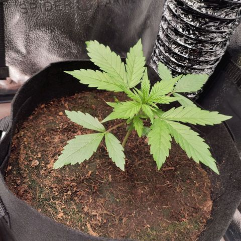 HulkBerry Automatic #2 growlog timeline photo