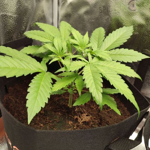 HulkBerry Automatic #1 growlog timeline photo