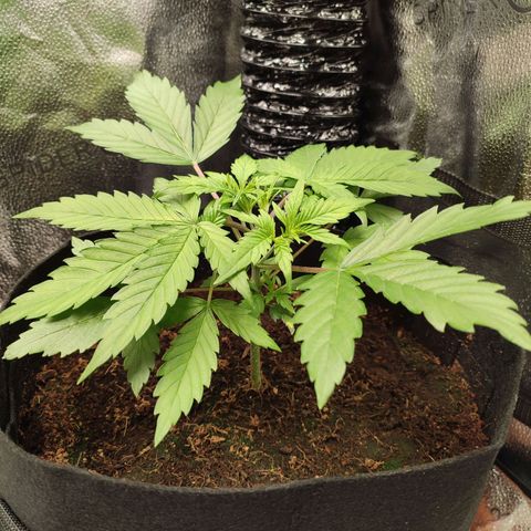 HulkBerry Automatic #2 growlog timeline photo